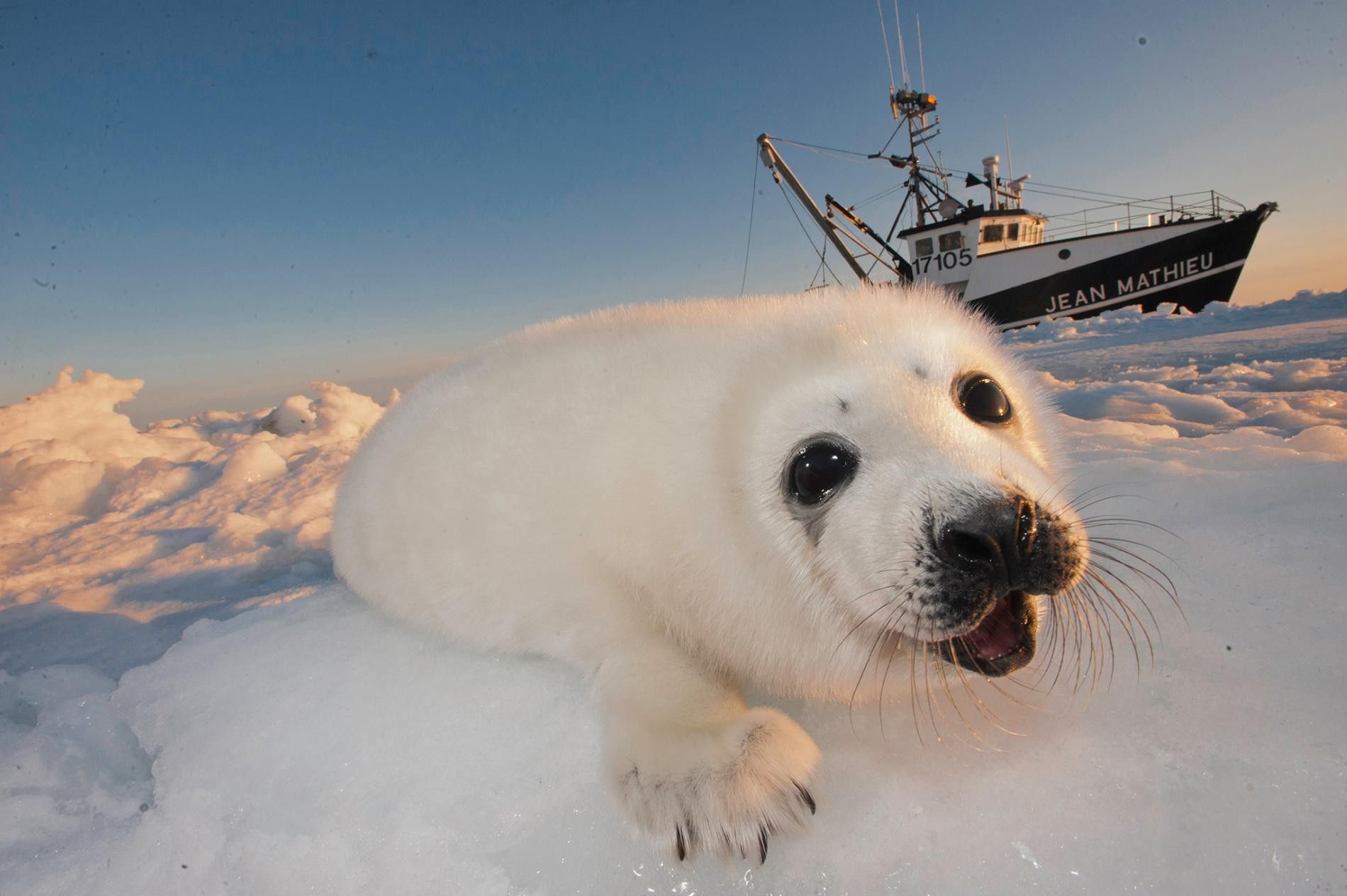 Fin temporal a la caza comercial de focas en Canadá