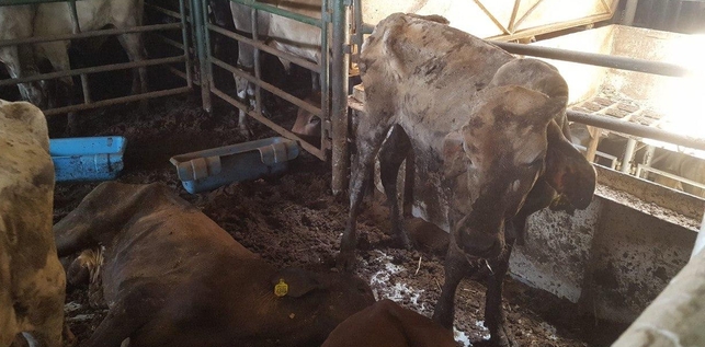 Encuentran miles de vacas en condiciones deplorables en un buque atracado en el Puerto de Las Palmas