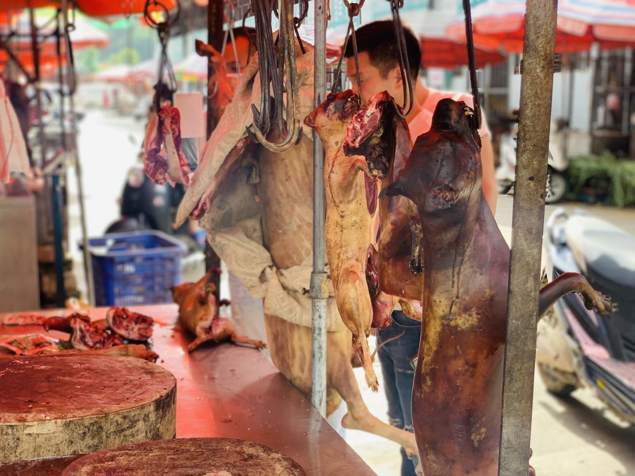 Festival de carne de perro de Yulin comienza hoy a pesar de las restricciones chinas