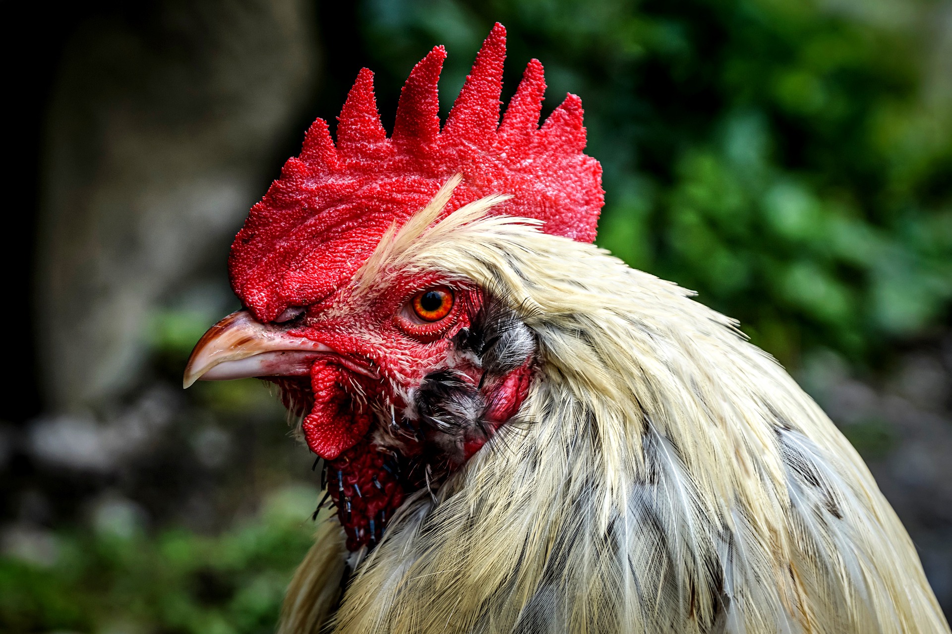 Antioquia prohíbe el uso de elementos que lastimen a los animales en corralejas y peleas de gallos