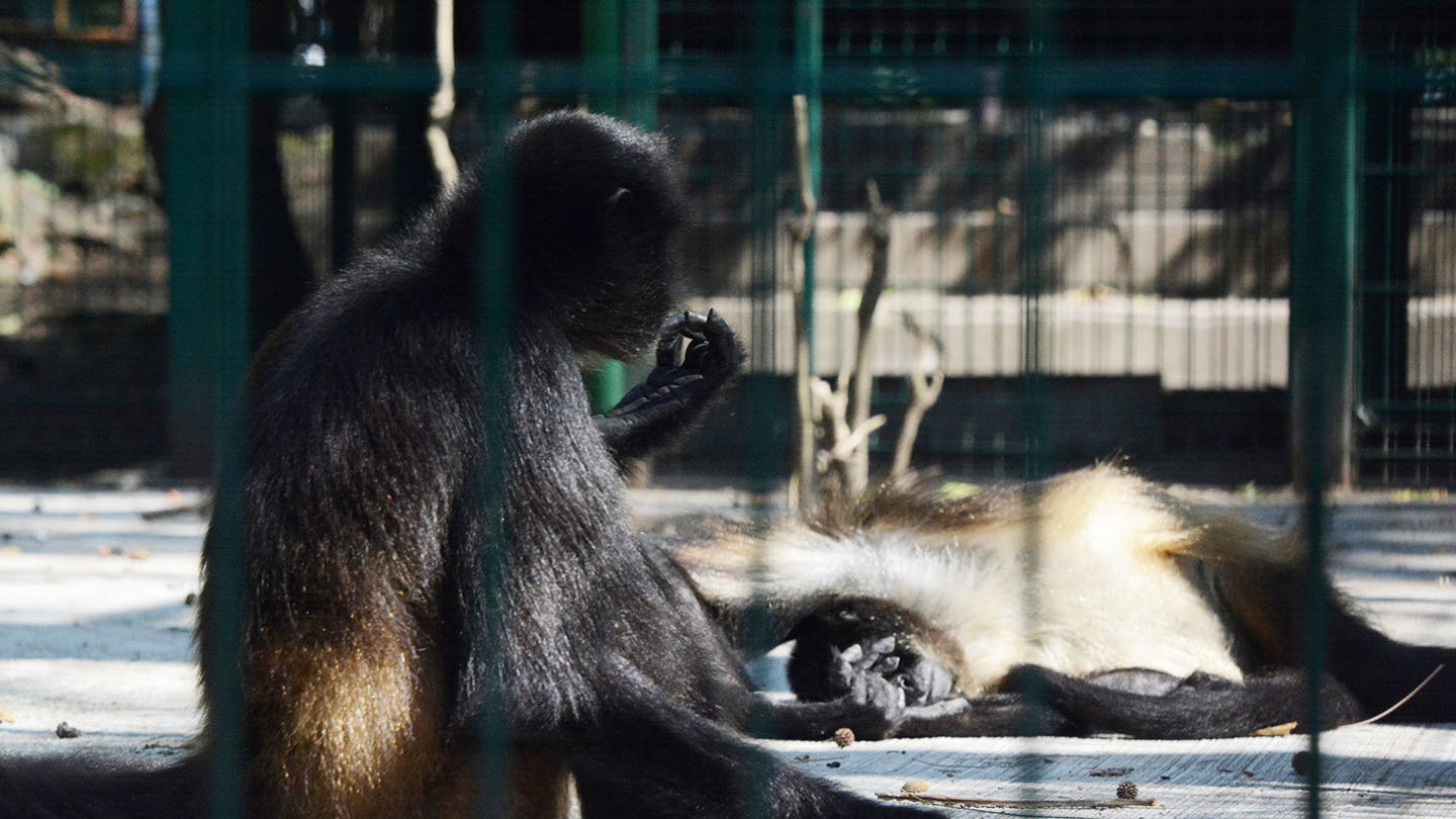 Haz que el zoológico de Veracruz se transforme en santuario  ¡Firma la petición! 