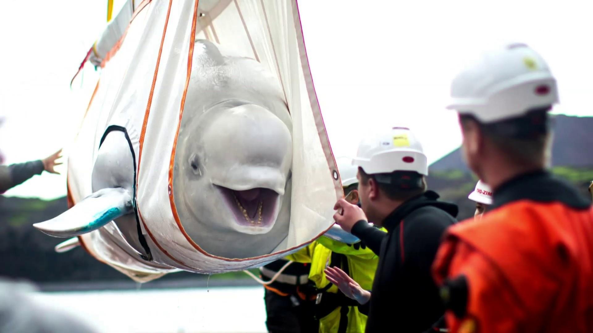 Liberadas dos belugas en un nuevo refugio de cetáceos en Islandia