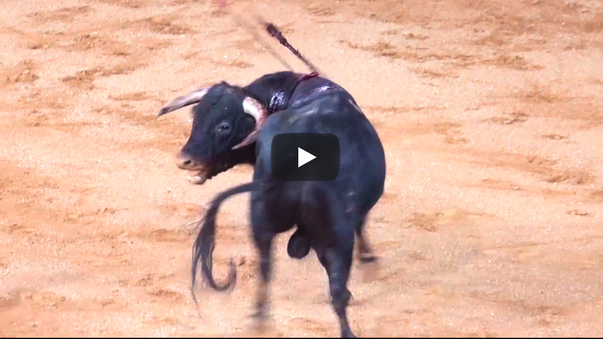 AnimaNaturalis denounces  bullfight in Salamanca for endangering public health