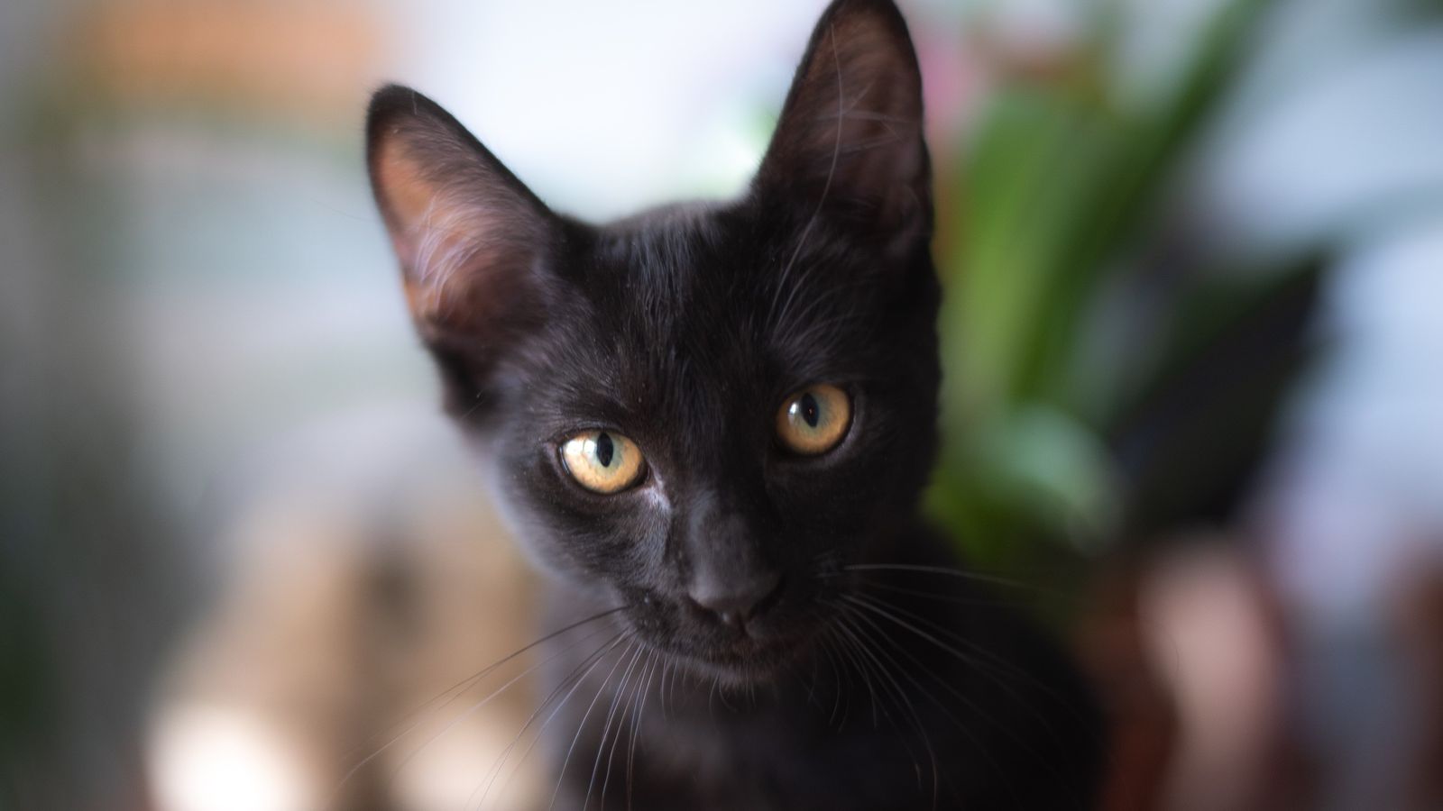 Análisis de Negrito, el primer gato con covid en España: los felinos no contagian y desarrollan anticuerpos.