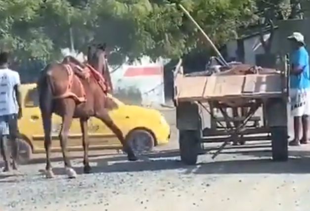 Caballo en Barranquilla es obligado a halar una carreta con la pata fracturada