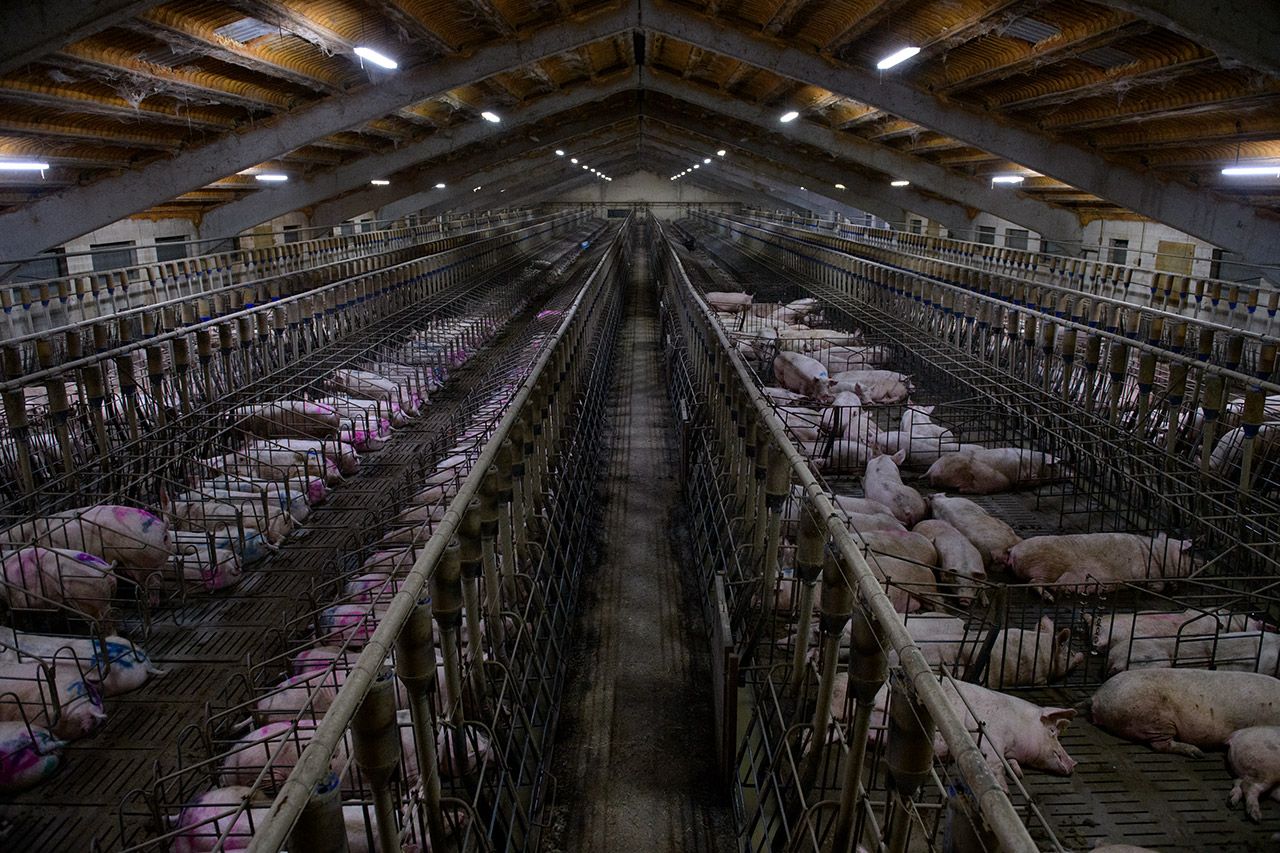 ¡China construye la mayor granja de cerdos del mundo!