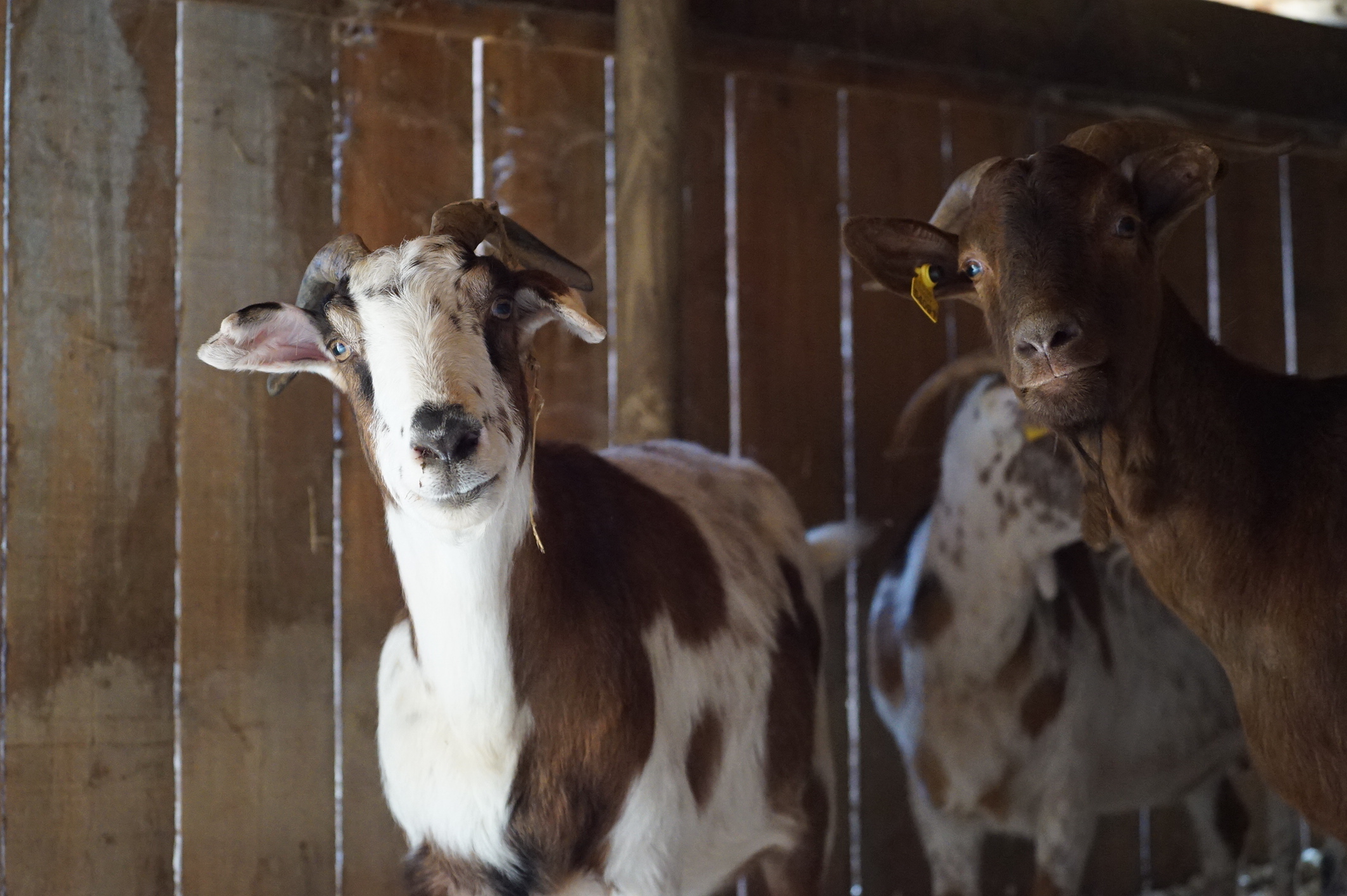Encontramos un nuevo hogar para 13 cabras decomisadas de una granja de Lliçà d’Amunt