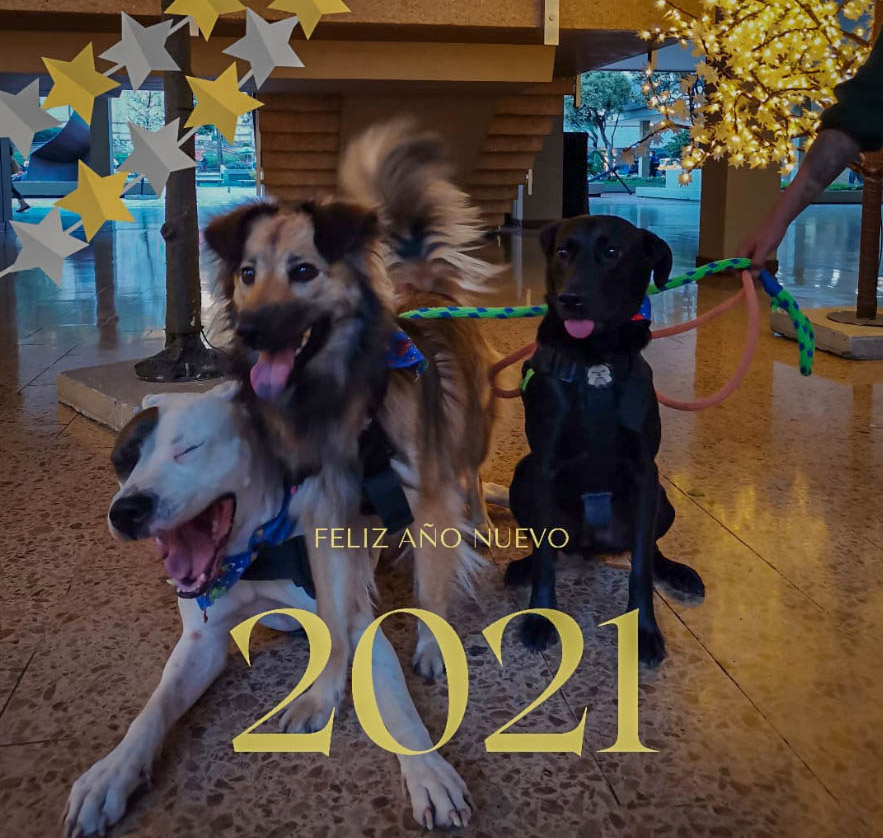 El 2020, un gran año para los animales en Colombia