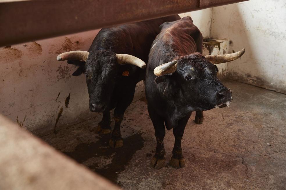 El Gobierno de La Rioja destina 63.000 euros en ayudas a ganaderías taurinas