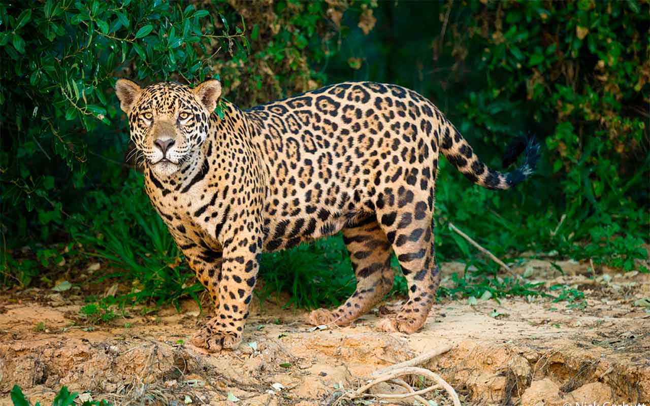 AnimaNaturalis en México presenta investigación sobre la situación y destino de la fauna silvestre en el 2019