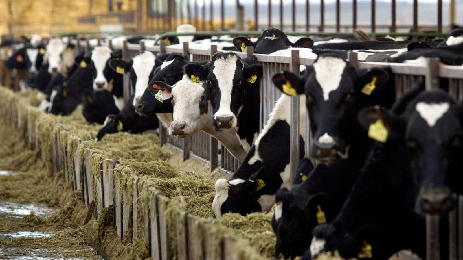 Nueva Zelanda propone reducir la ganadería para luchar contra el cambio climático