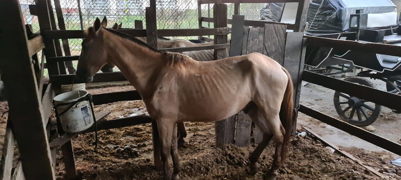 Fiscalía allana caballerizas en Cartagena tras caso de maltrato a caballos cocheros