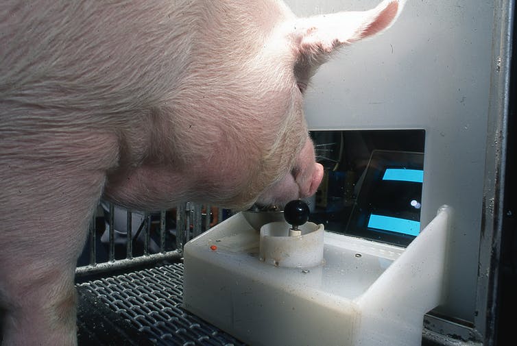 Nuevo estudio revela que los cerdos son aún más inteligentes de lo que pensábamos