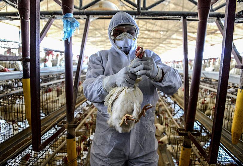 Millones de aves sacrificadas en el mundo por la cepa H5N8, ahora transmisible a humanos