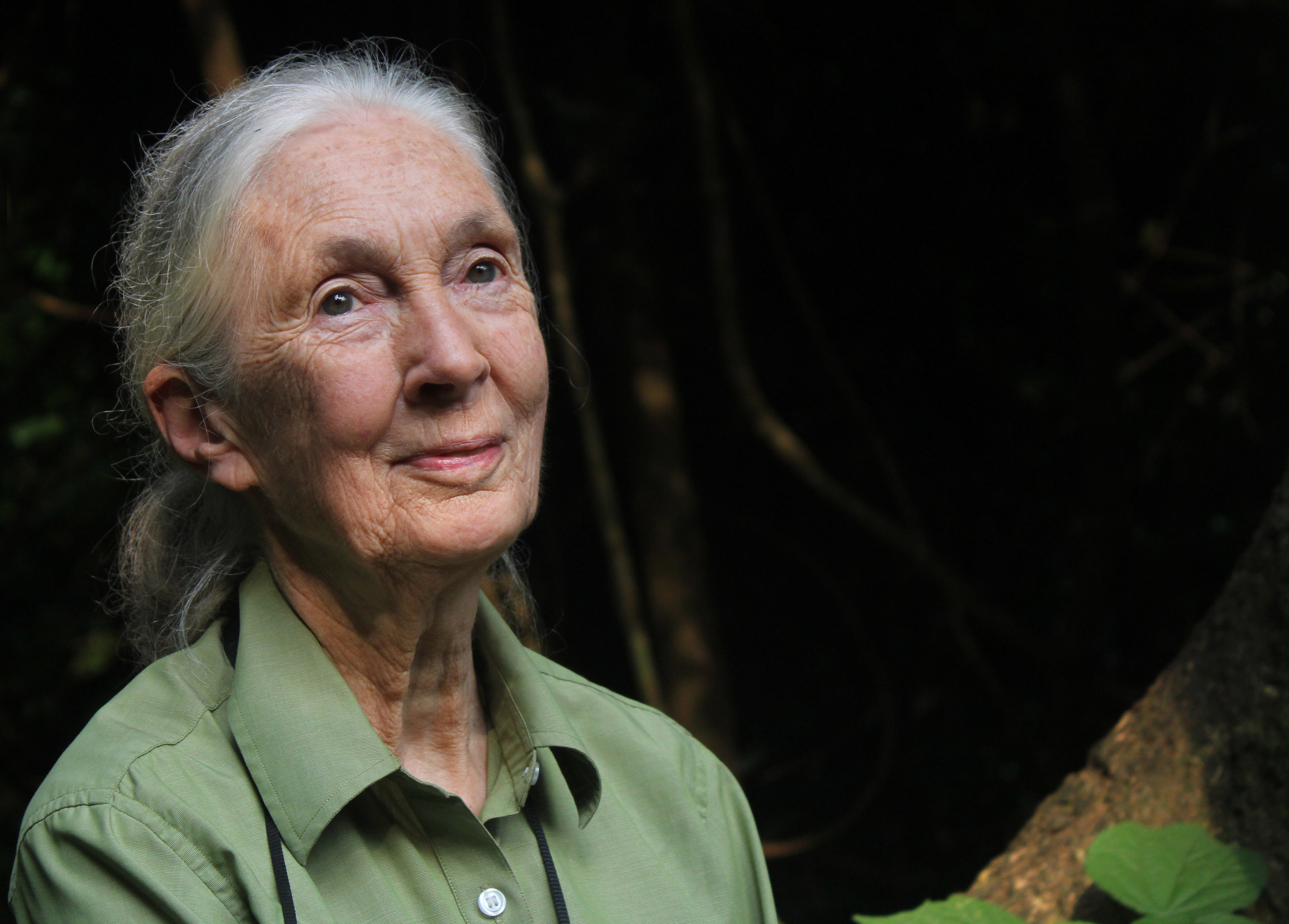 Jane Goodall y más de 140 científicos piden el fin de las jaulas
