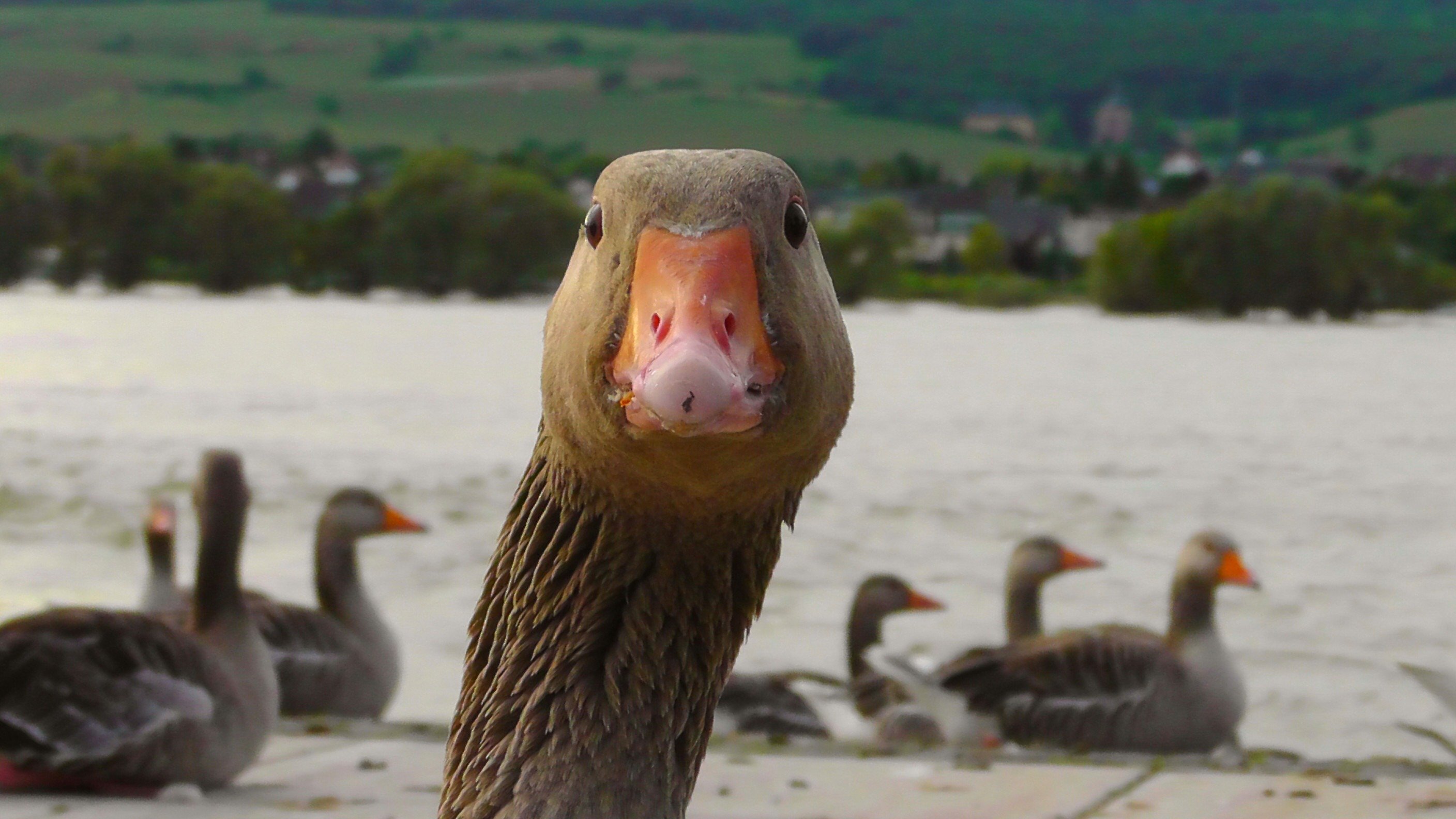Italia y Reino Unido vetan el foie gras