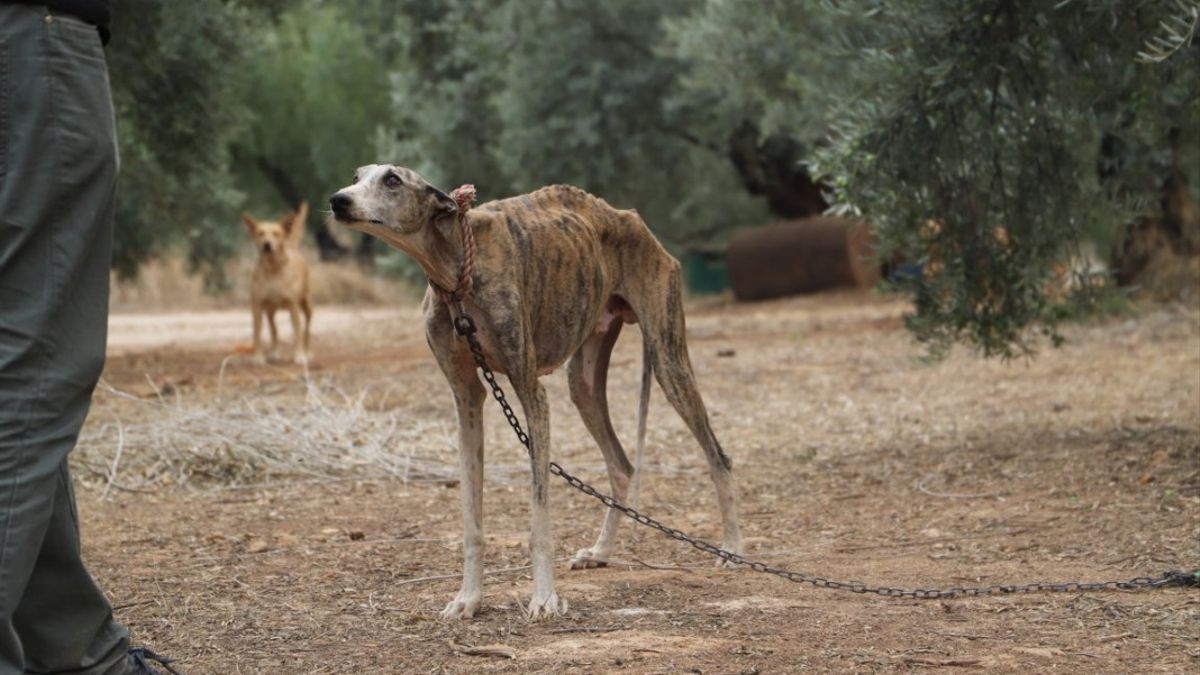 Europarlamentarios piden a España que proteja a los perros utilizados en la caza