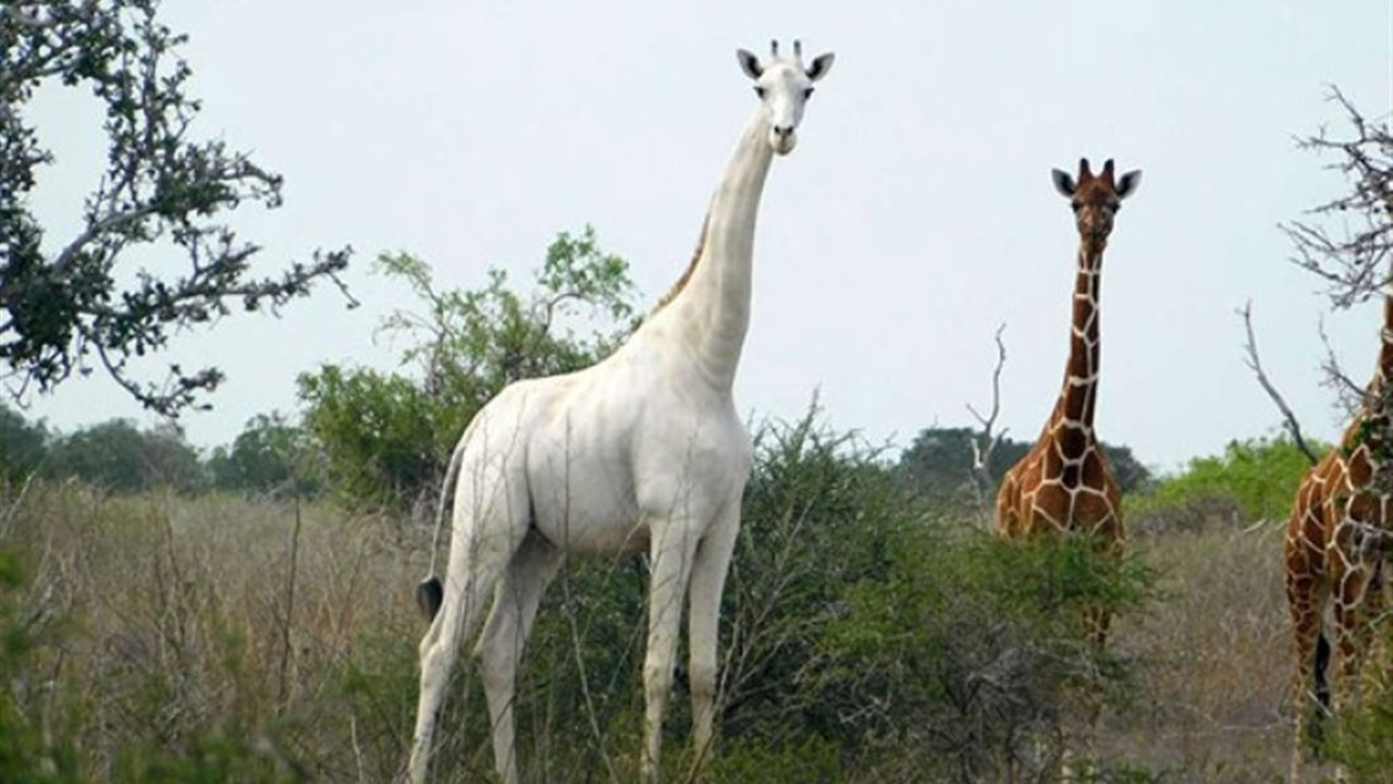 Asesinada la última jirafa blanca del mundo