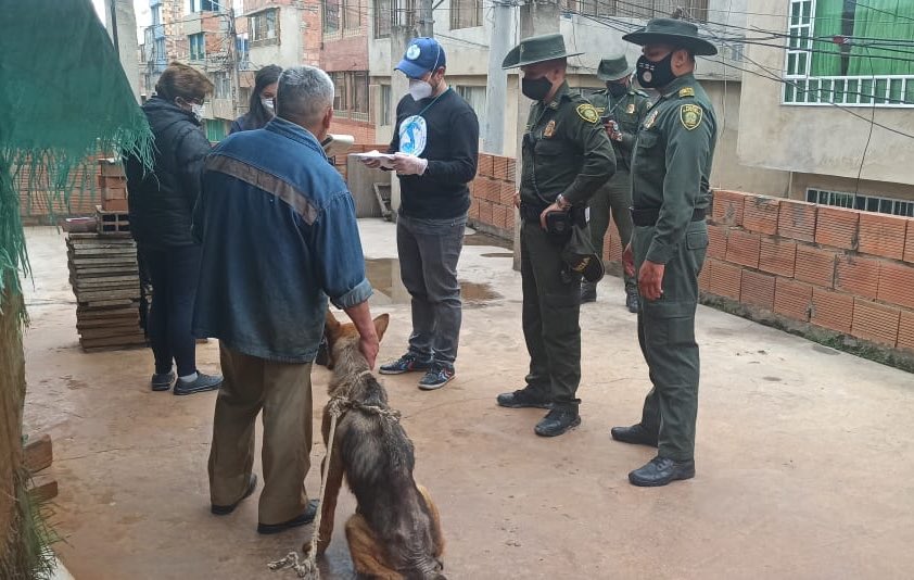 ¿Realmente Bogotá está mejorando a nivel de protección animal?