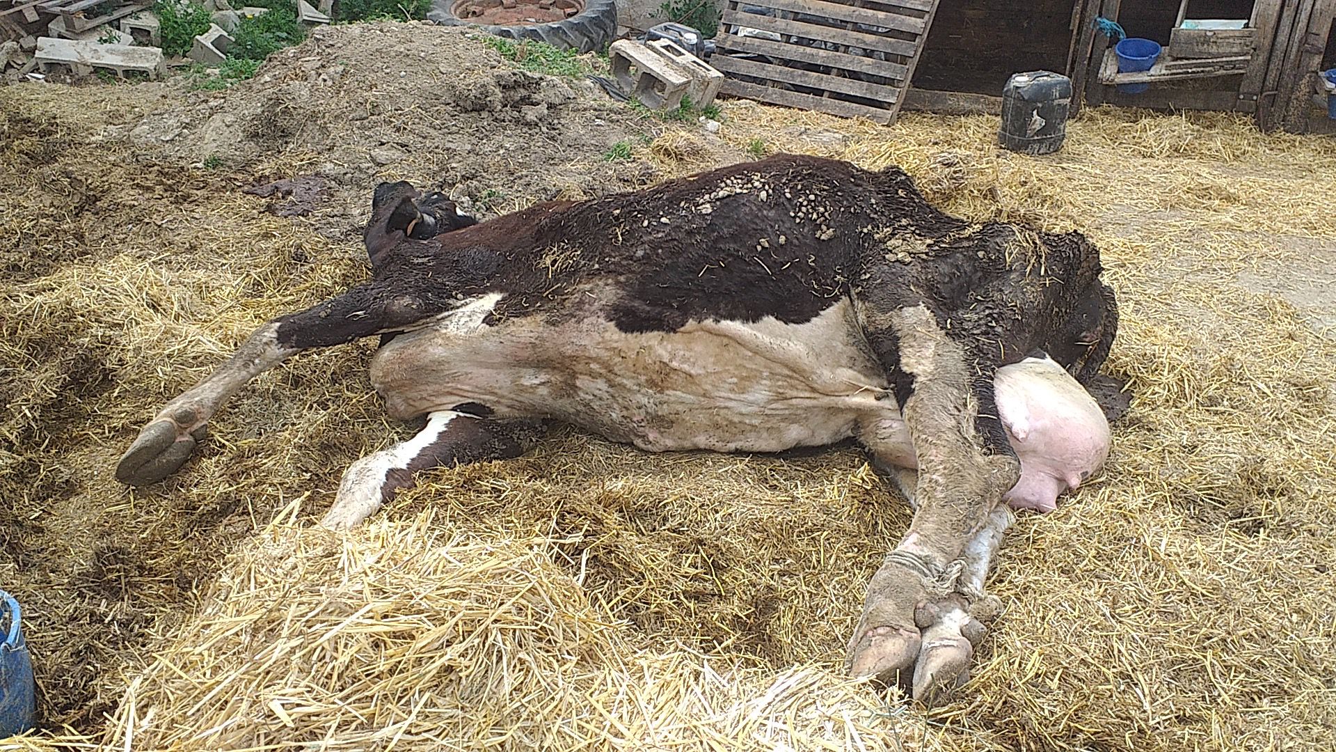 Fundación Santuario Gaia y AnimaNaturalis denunciamos caso de maltrato animal en explotación ganadera