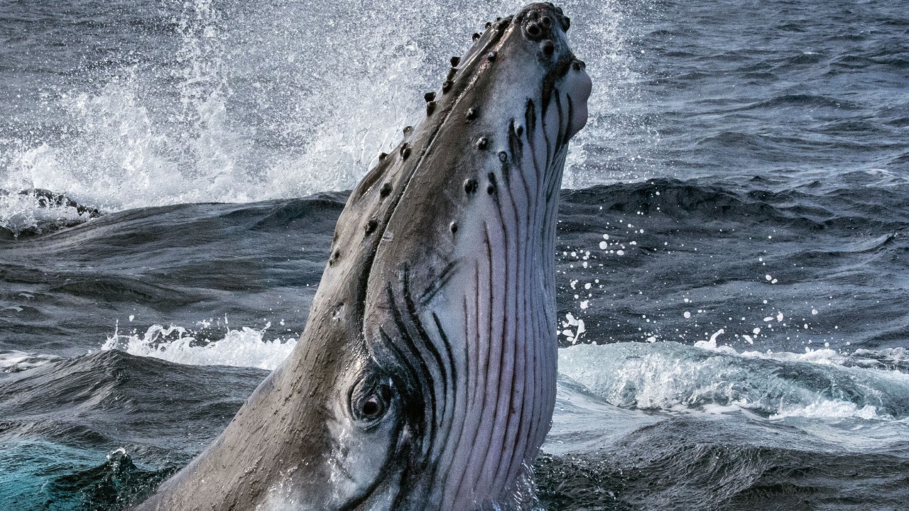 Fin de la caza de ballenas y delfines en Rusia