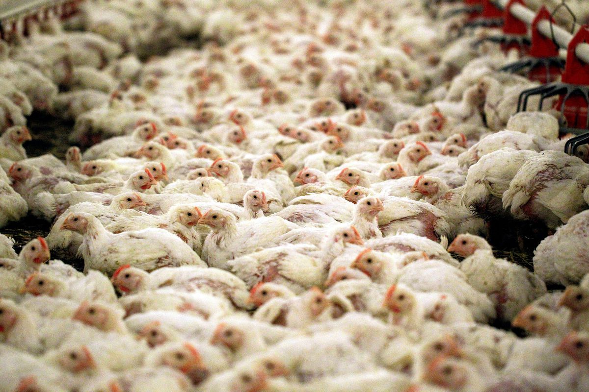 Eurodiputados piden la prohibición de la cría en jaulas y la alimentación forzada de foie gras