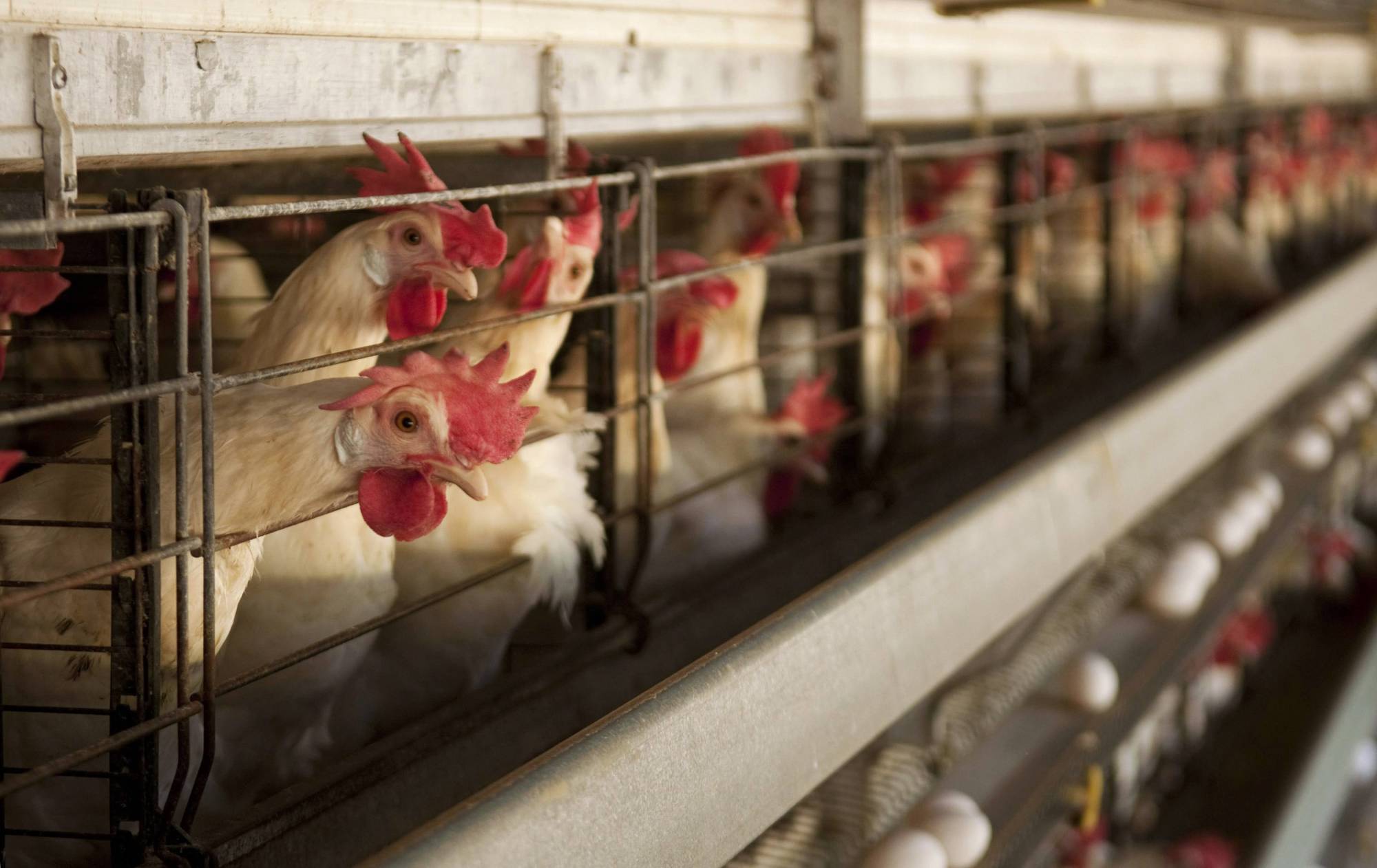 ¡Victoria! Comisión Europea propondrá la eliminación progresiva de las jaulas para animales de granja