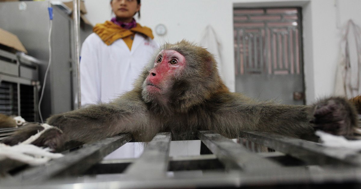 Eurodiputadas y eurodiputados piden la eliminación gradual de la experimentación con animales