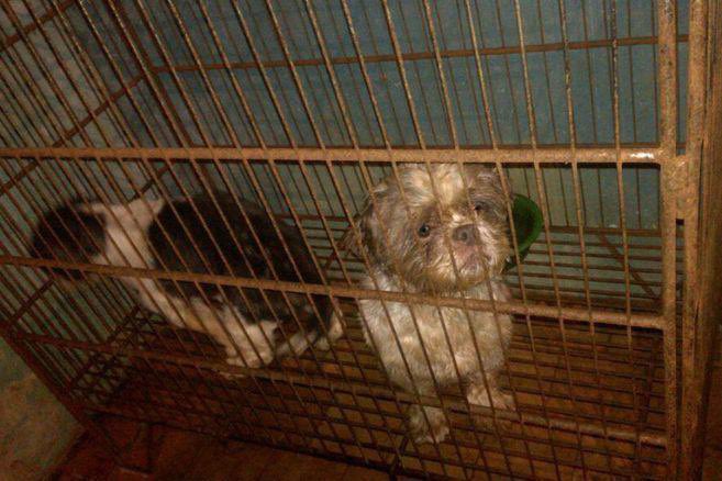Fiscalía imputa cargos a veterinario de criadero ilegal por el maltrato a 44 perros en Bogotá