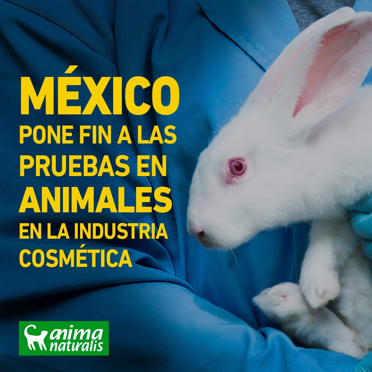 México pone fin a las pruebas en animales en la industria cosmética 