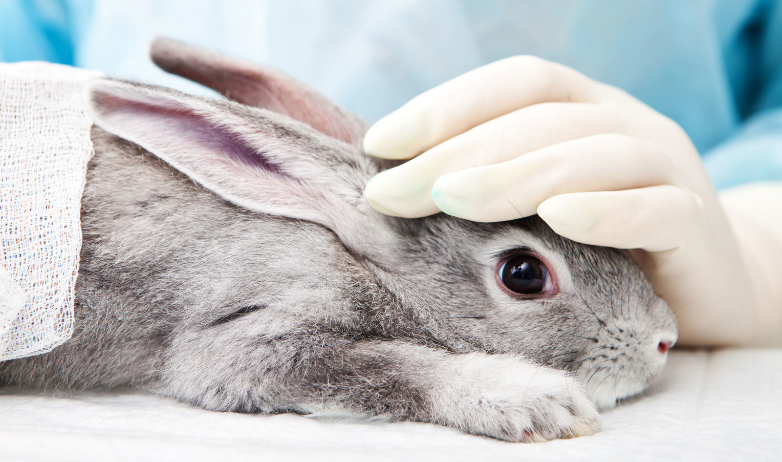 Parlamento Europeo vota a favor de eliminar los experimentos con animales