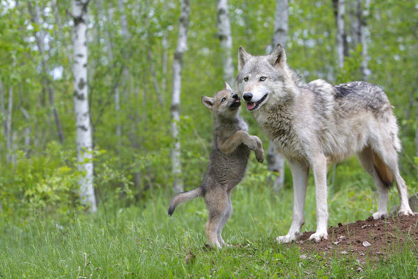 ¡Prohibida la caza del lobo en España!