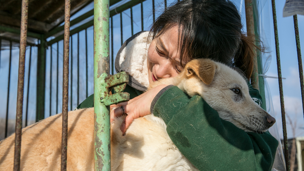 Corea del Sur podría prohibir el consumo de carne de perro