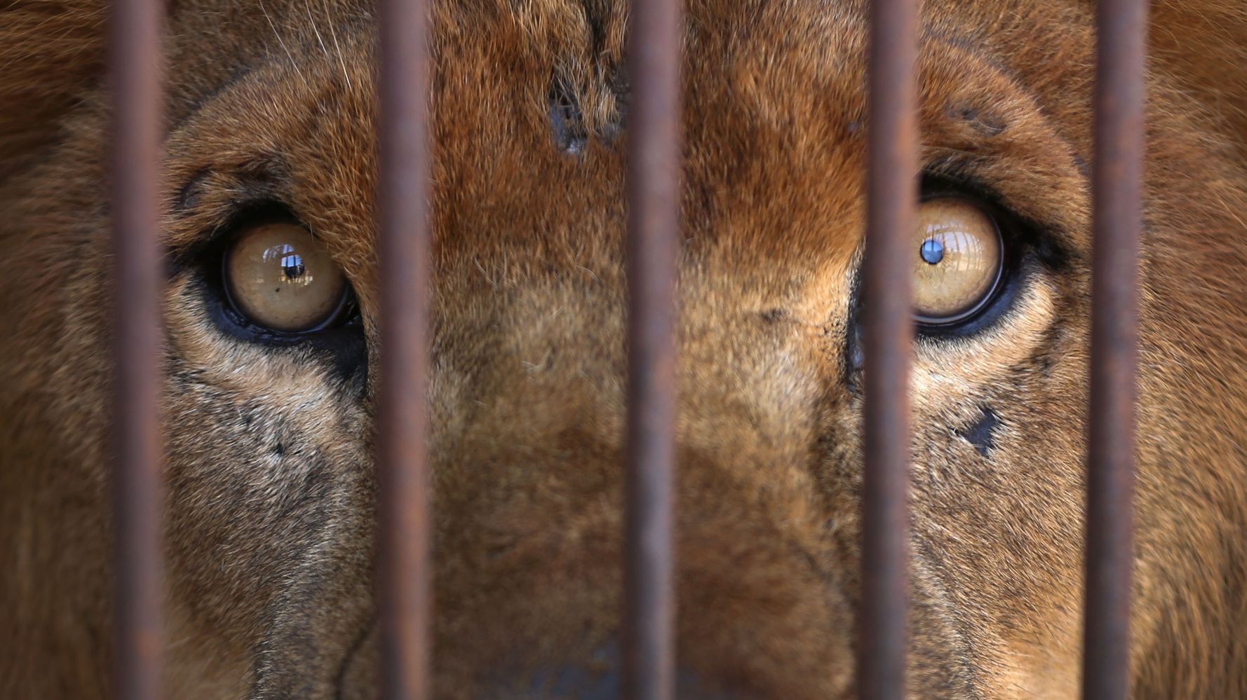 Entregamos 1 millón de firmas para prohibir el uso de animales en circos