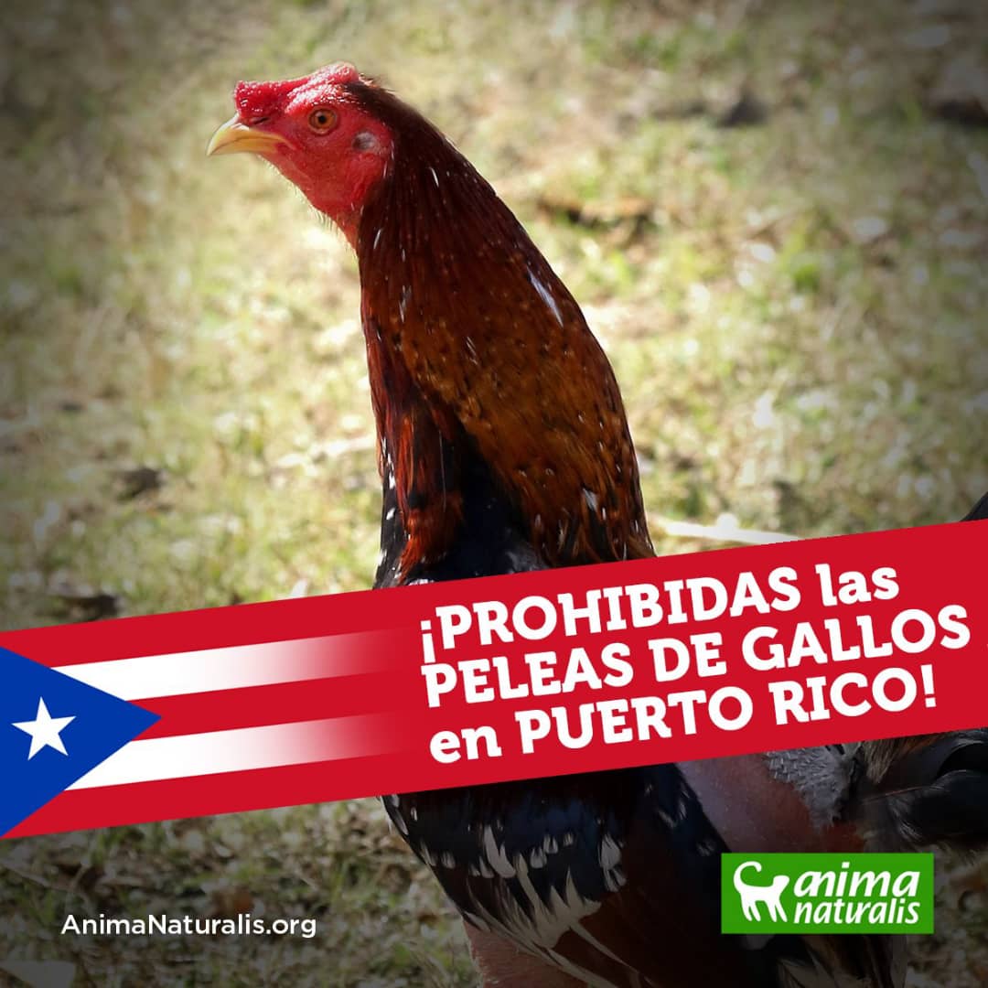 Puerto Rico mantiene prohibición de Peleas de Gallos