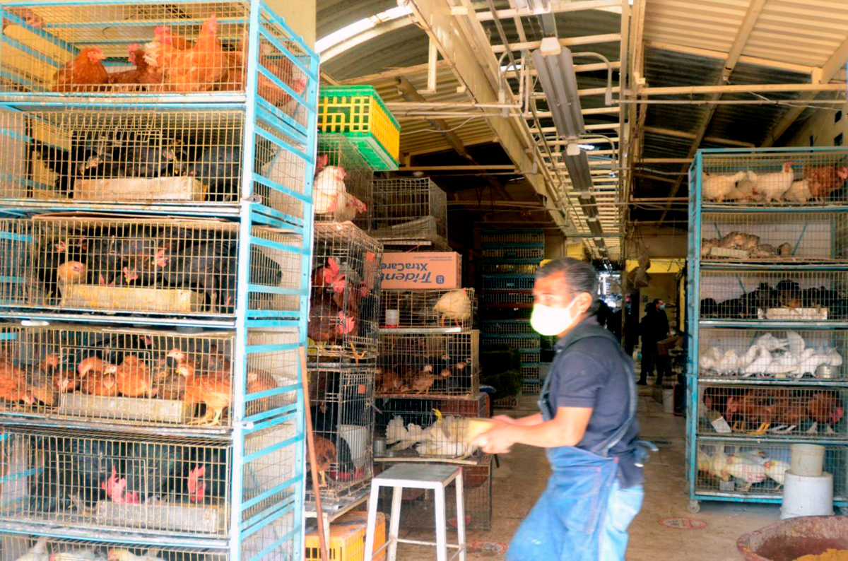 Mercado de Sonora: Símbolo de maltrato animal, impunidad y simulación 