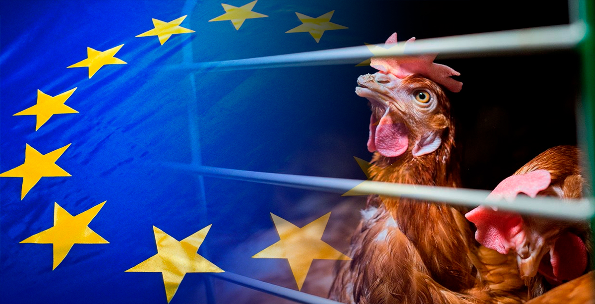 70% de los europeos apoya tener un comisionado para bienestar animal