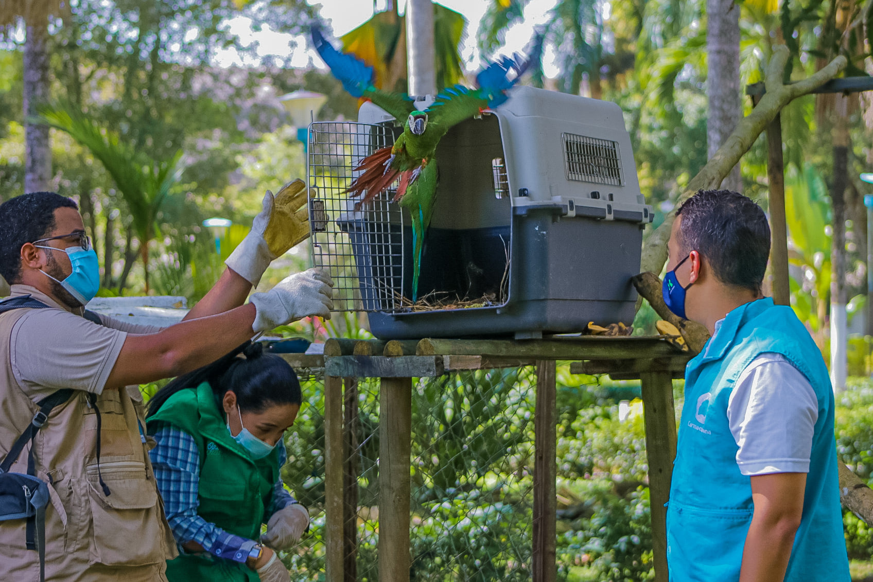 Fauna silvestre víctima del tráfico ilegal fue liberada en los llanos orientales de Colombia