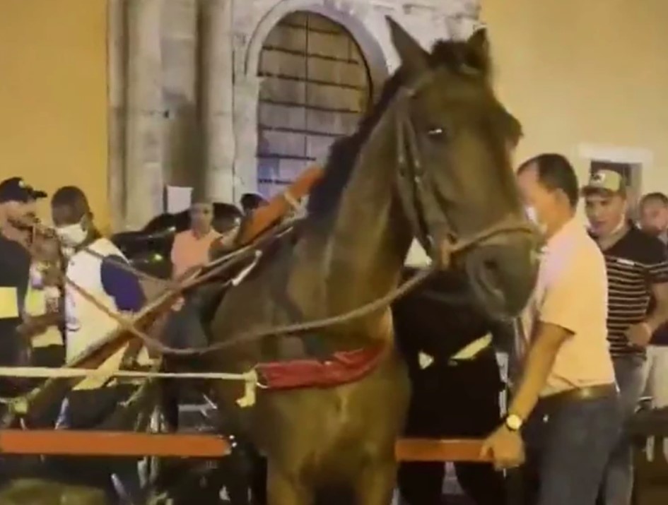 Nuevo caso de caballo cochero desplomado en el Centro Histórico de Cartagena