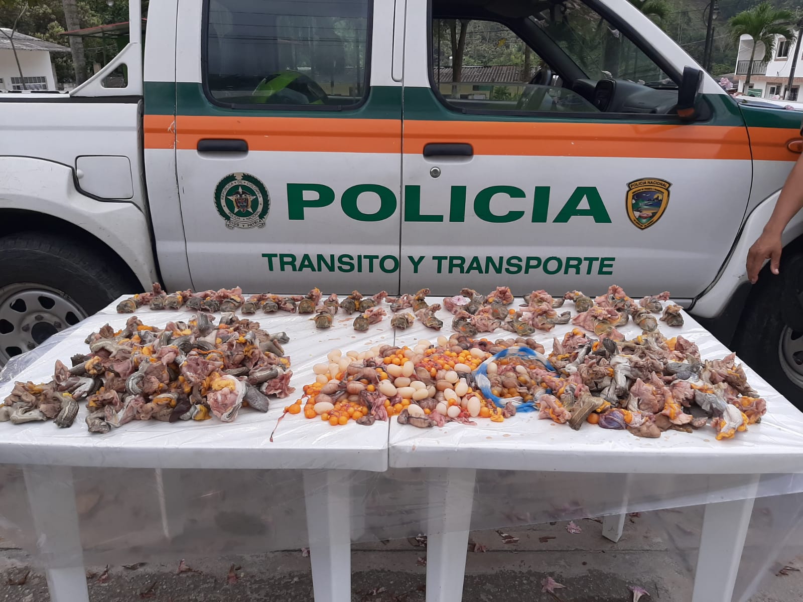 Carne y huevos de tortuga fueron decomisados por la Policía en el Magdalena