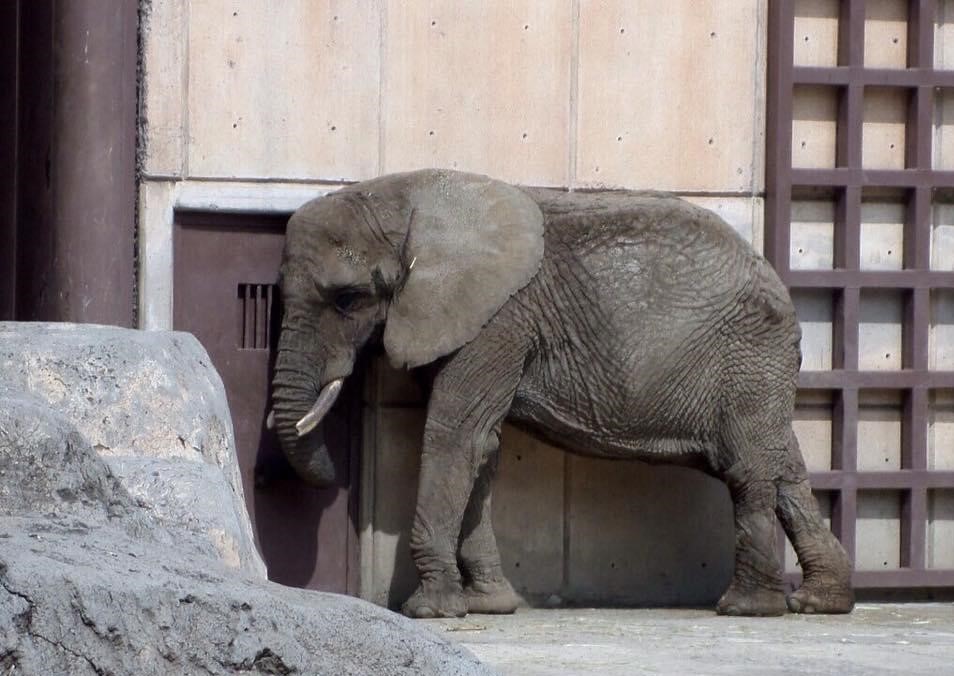 Ely, la elefanta más triste de México, nos necesita