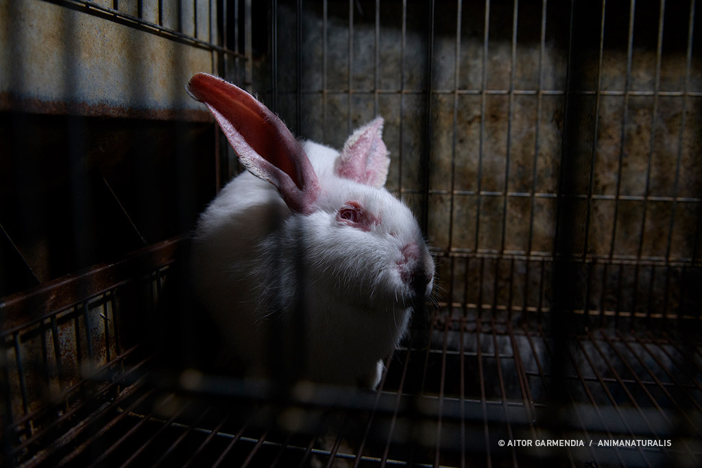 Así son las granjas de conejos en España | AnimaNaturalis