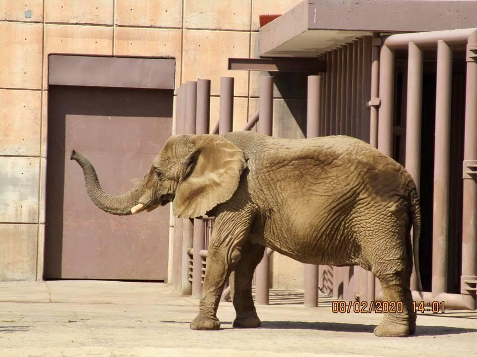 Juez sanciona a las autoridades del zoológico en el caso de la Elefante Ely