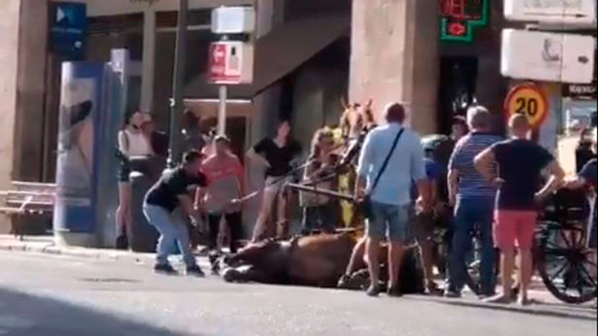 Caballo se desploma en Palma de Mallorca y los turistas se niegan a bajarse de la galera