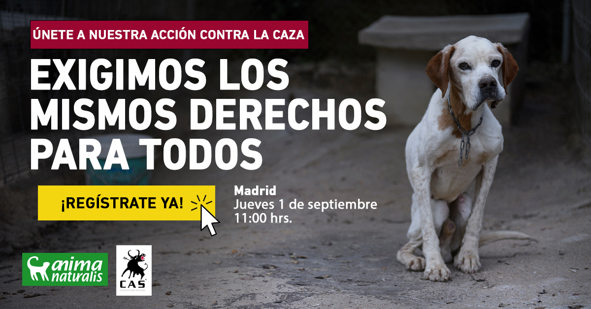 ¡Impactante acción en Madrid para exigir los mismos derechos para los perros usados en la caza!