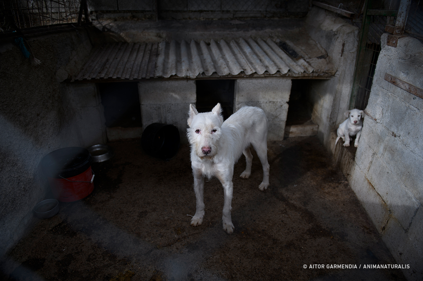 PSOE da la espalda a los perros utilizados en la caza