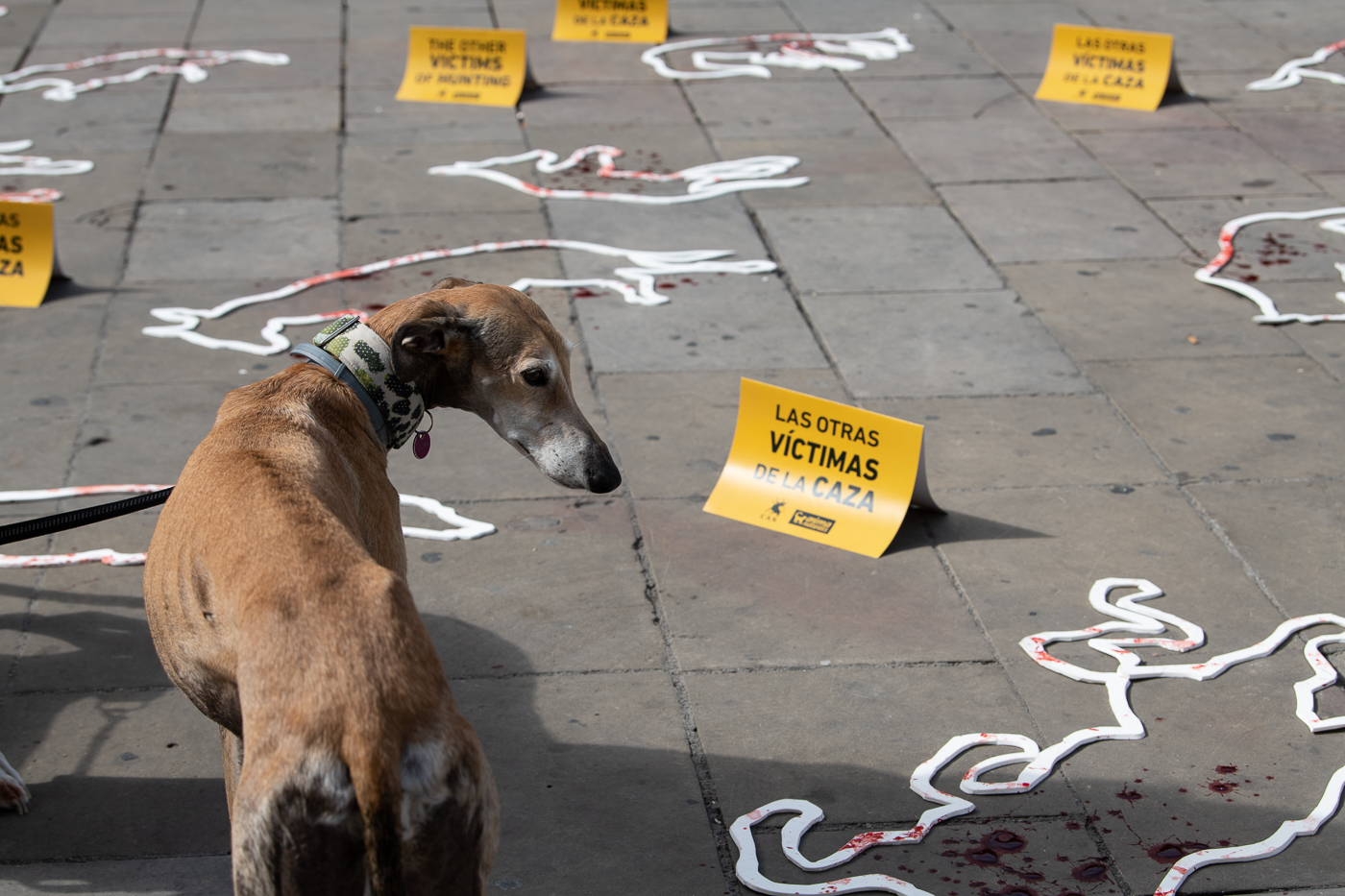 Animalistas exigen derechos para todos los perros sin excepción en Logroño