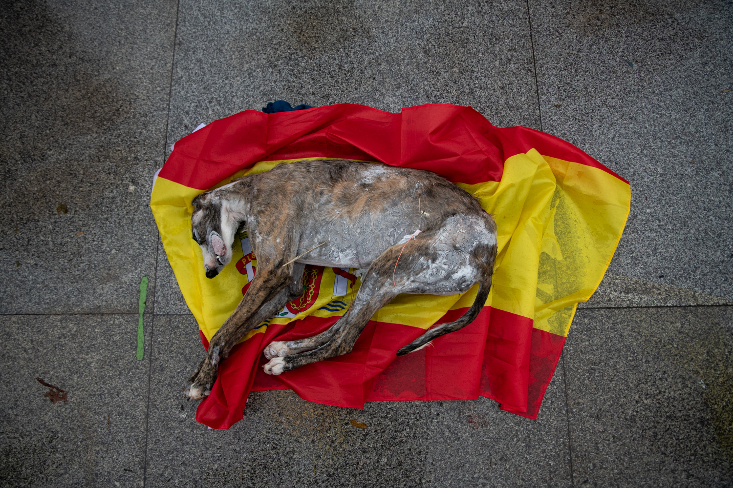 Paralizada la ley de protección animal por las diferencias entre PSOE y Unidas Podemos sobre los perros de caza