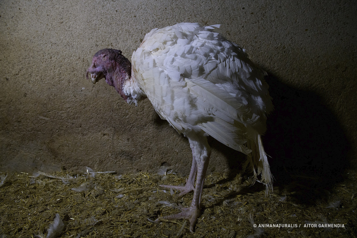 The cruel truth about the Spanish turkey farms