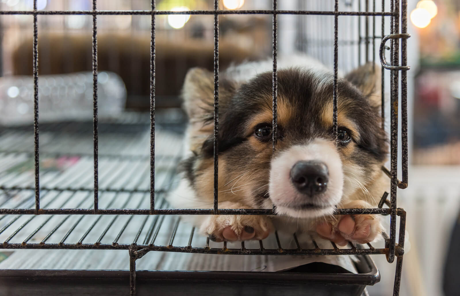 Nueva York prohíbe la venta de perros, gatos y conejos en tiendas 